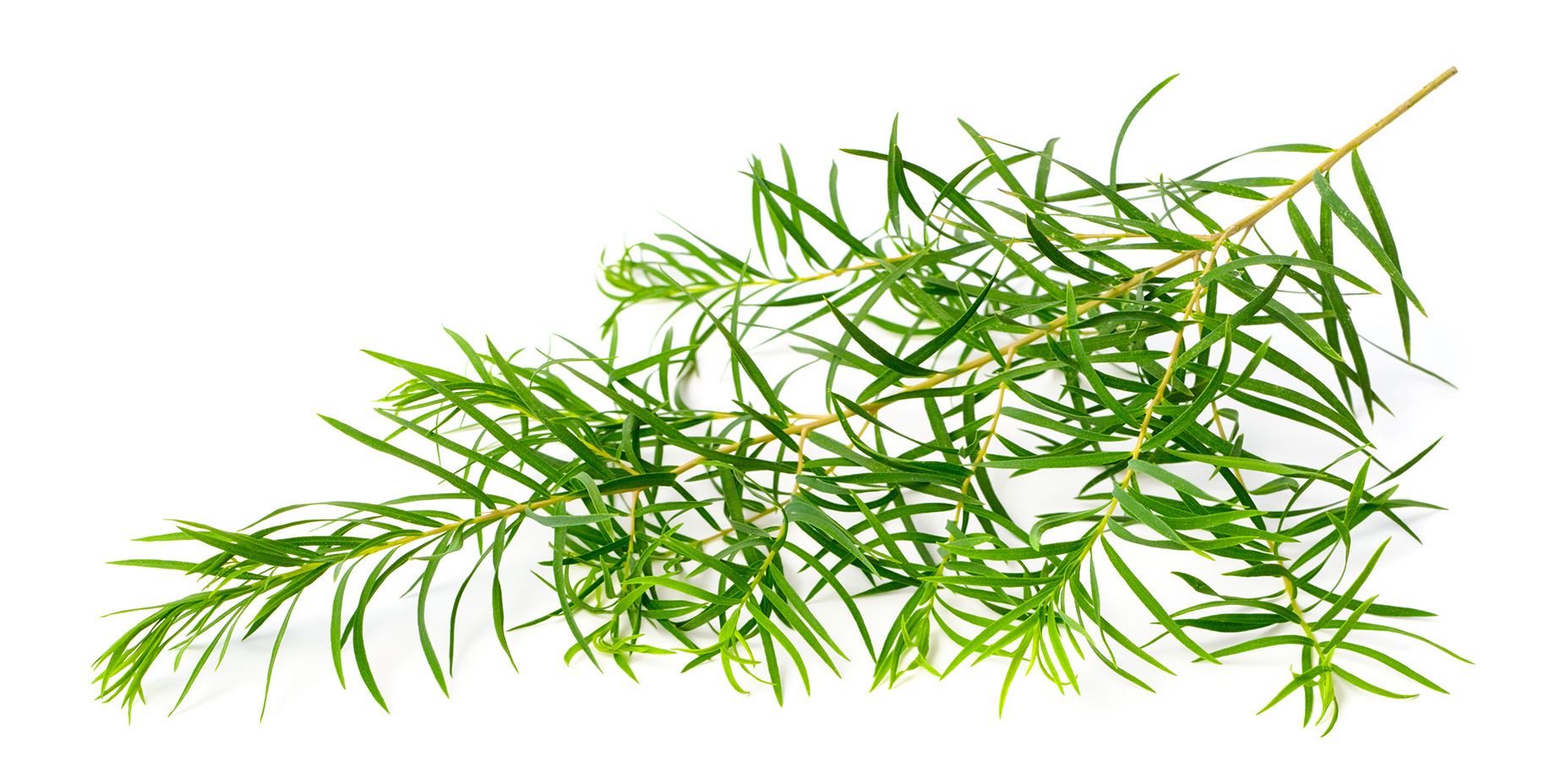 fresh-tea-tree-leaves-eurospa-aromatics