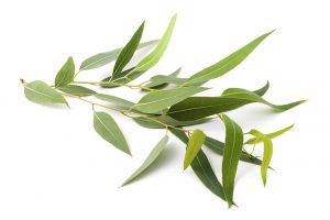 Eucalyptus Leaves